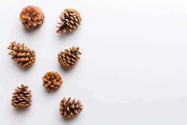 Christmas pine cones on colored paper border composition. Christmas, New Year, winter concept. Flat lay, top view, copy space.