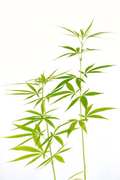 Cannabis or Marijuana leaves plants on white background.