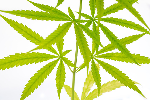 Cannabis or Marijuana leaves plants on white background.