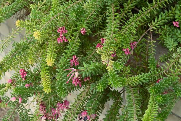 Grevillea lanigera ( Woolly grevillea ) flowers.A succulent plant native to Australia, Proteaceae evergreen shrub.The flowering season is from October to November. stock photo