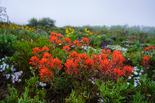 Colorful Indian Paintbrush Red Wildflowers in Mountain Meadow - Scenic nature scene in summer outdoors in mountain environment.