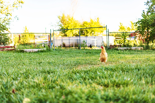 Barnyard Range Free Chickens in Rural Western Colorado Outdoors Photo Series