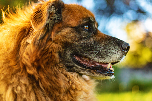 Close up portrait of a young Australian Shepherd