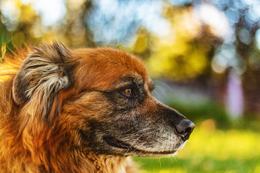 Western USA Outdoors and Pets Anatolian Shepherd  Mix Dog Profile at Sunset Canine Photo Series