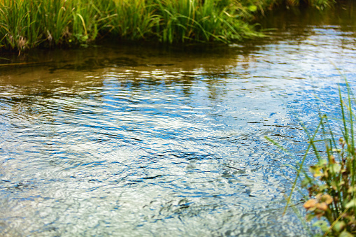 Close up of a muddy stream in woodland