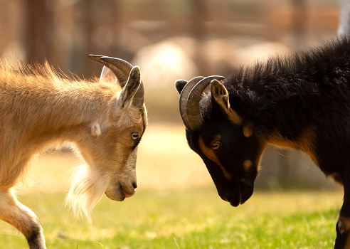 Black and brown goats are fighting with their horns in the yard of the farm.