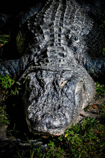 opalanie się aligatora - american alligator zdjęcia i obrazy z banku zdjęć