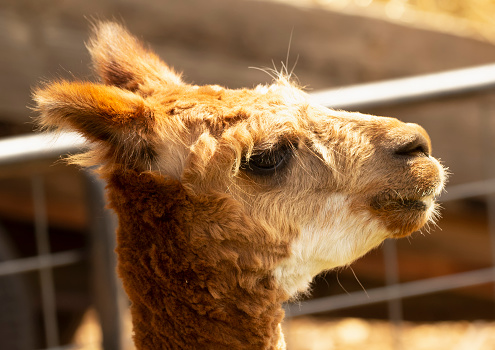 Portrait of a cute brown and white alpaca in the farm yard in a sunny summer day.