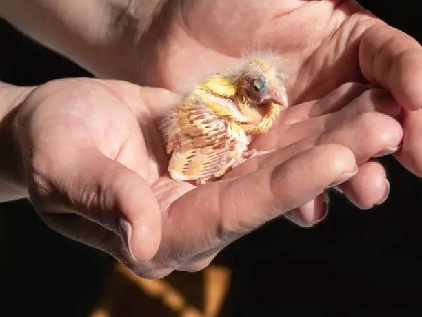 Photo of Funny helpless blind newborn chick sitting the palms. Close-up of canary chick on a human palm will be warmed by love. Spring replenishment in the family. Breeding of songbirds at home.