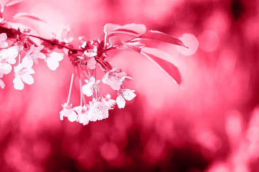 Cherry blossoms. Spring time. Beautiful branch with cherry or cherry blossoms in a park or garden. The wind shakes the branches. Background or postcard. Blurred background.
