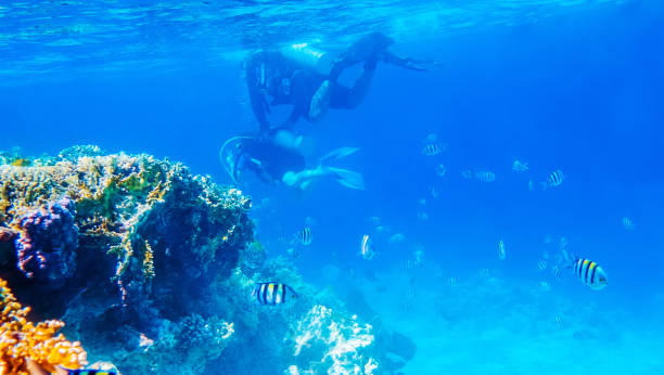 istock seascape with tropical fish and coral reefs 1446374956