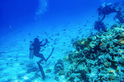 divers swimming underwater near coral reefs