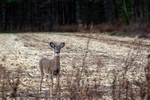 istock White-tailed deer (odocoileus virginianus) standing alert in a Wisconsin harvested cornfield 1446375852
