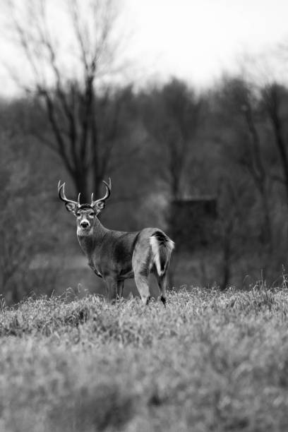 istock White-tailed deer buck (odocoileus virginianus) during the Wisconsin rut 1446375856