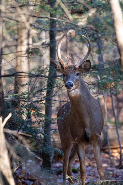 istock White-tailed deer buck (odocoileus virginianus) standing in a Wisconsin forest 1446375873
