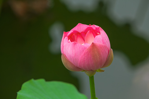 Lotus flower blossom
