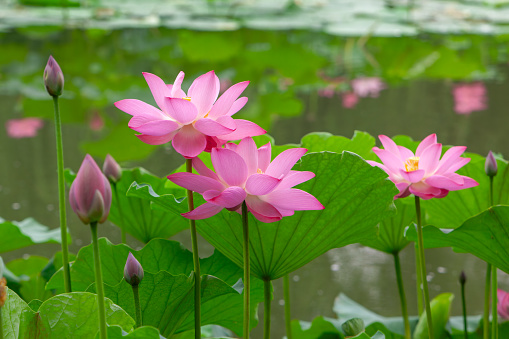 Lotus flower blossom