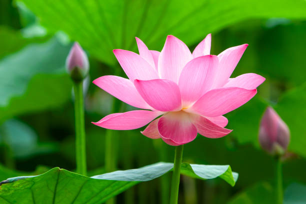 istock Lotus flower blossom 1446380458