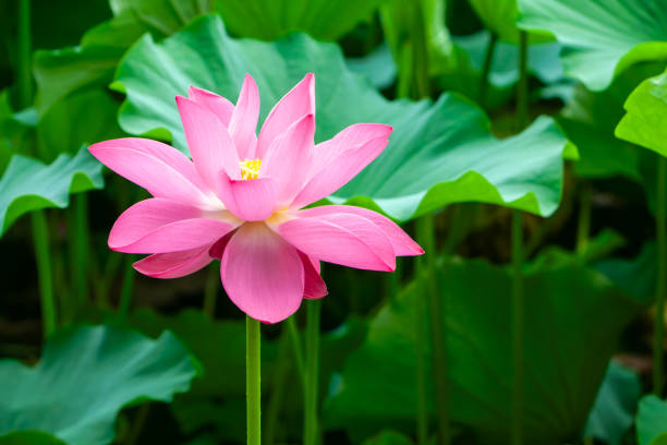 istock Lotus flower blossom 1446380461