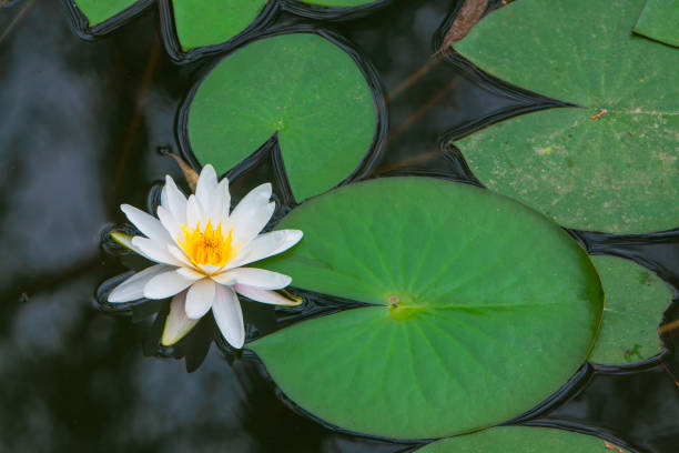 istock water lilies blooming in pond 1446380482