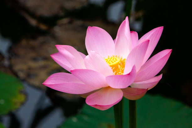 istock Lotus flower blossom 1446380487