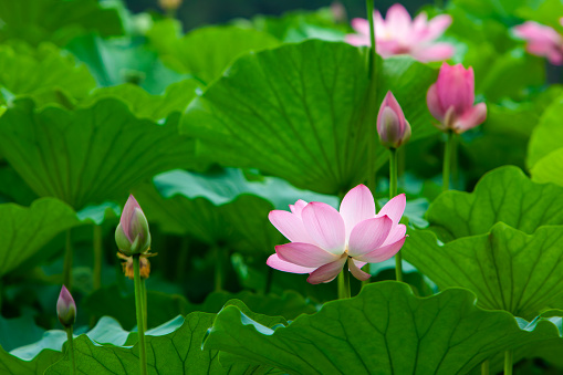 Lotus flower blossom