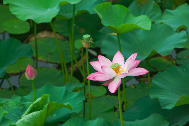 istock Lotus flower blossom 1446380534