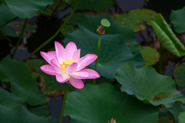 fleur de lotus - single flower flower water lily water plant photos et images de collection