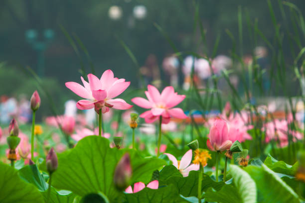 fleur de lotus - single flower flower water lily water plant photos et images de collection