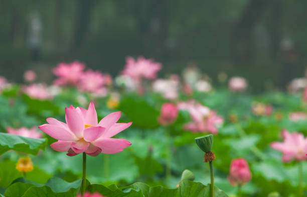 istock Lotus flower blossom 1446380553