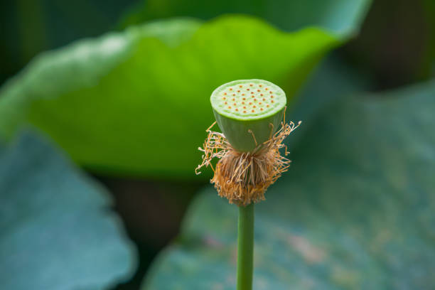 Fruit of the lotus