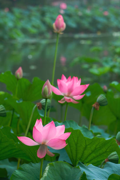 istock Lotus flower blossom 1446380591