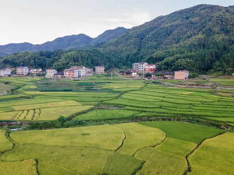 Aerial view of the ripe and unripe rice field in front of the village