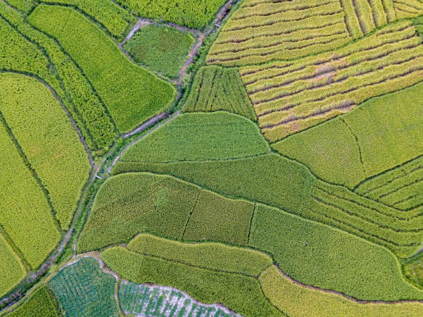 istock Aerial view of unripe rice field 1446381635