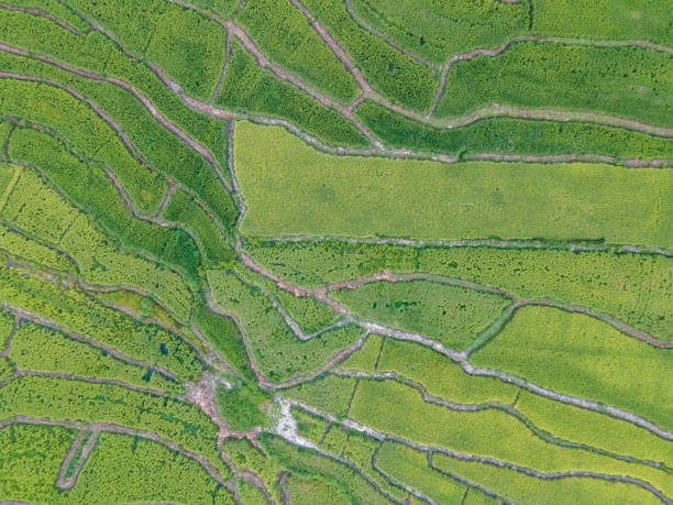 istock Aerial view of unripe rice field 1446381679