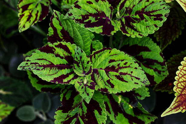 istock Bright green leaves with bright red streaks, Toronto, ON, Canada 1446382445