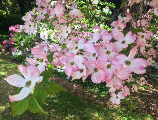 Pink and White Flowering Dogwood Tree Horizontal closeup photo of green leaves and pink and white toned flowers growing on a Dogwood tree in a Botanical Garden in Spring. Wombat Hill Botanic Gardens, Daylesford, Victoria. pink flowering dogwood stock pictures, royalty-free photos & images