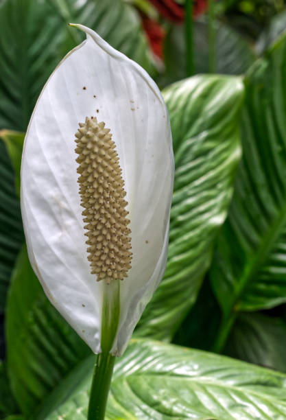 istock White among greens, Toronto, ON, Canada 1446382832