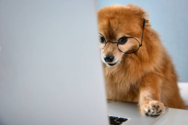 istock Smart dog of the German Spitz works at a computer in a modern office 1446384850