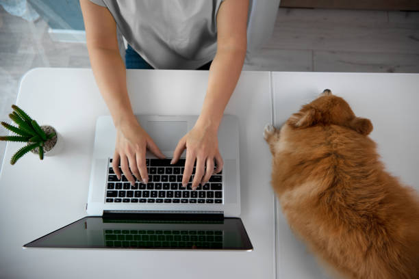 istock Female freelancer performs work sitting home in comfortable environment with pet 1446384934