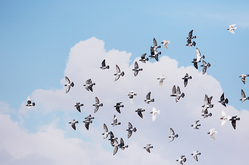 flock homing pigeon flying against white cloud and blue sky background