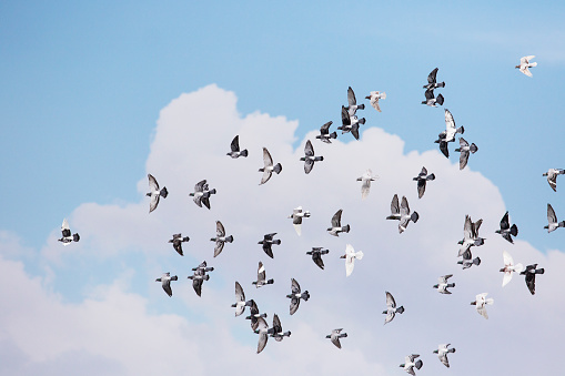 Pigeons in flight.