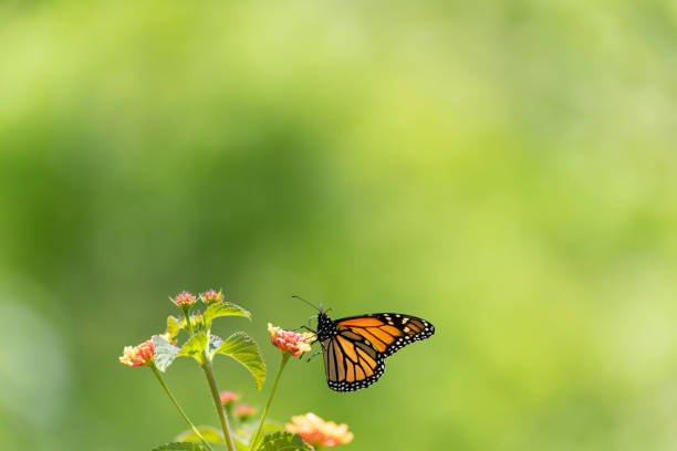 istock Monarch butterfly and bright summer lantana flowers 1446391763