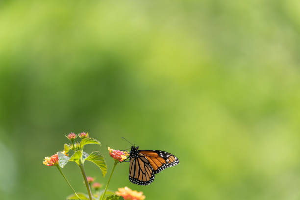 istock Monarch butterfly and bright summer lantana flowers 1446391782