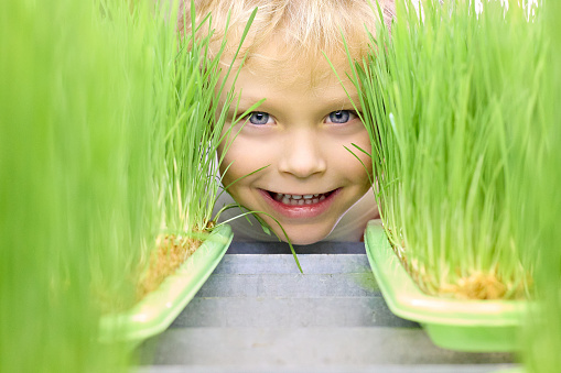 Close-up of a cute blond boy with blue eyes, who looks out from behind sprouted green wheat grains on a micro-greenery farm under bright lighting lamps.