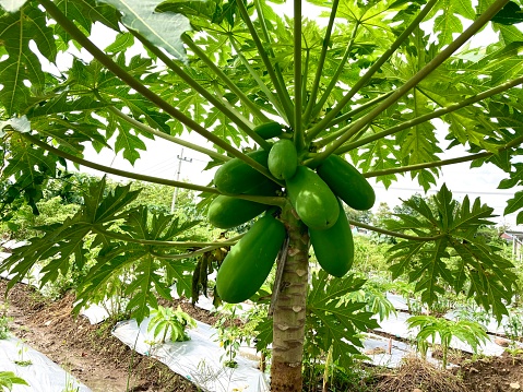 Papaya plant with green papaya fruit ready to harvest, agriculture illustration