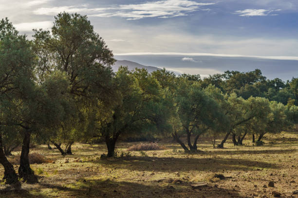 champ d’oliviers en andalousie, espagne avec ciel nuageux - spanish olive photos et images de collection
