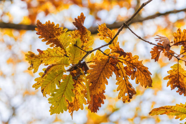 gros plan d’une belle branche de feuilles de chêne aux couleurs vives de l’automne sur fond flou, concept nature florale pour les vacances à thème de la saison automnale - branch dry defocused close up photos et images de collection