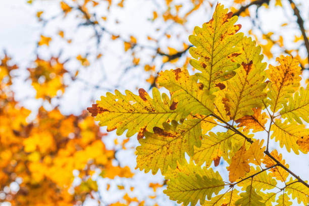 gros plan d’une belle branche de feuilles de chêne aux couleurs vives de l’automne sur fond flou, concept nature florale pour les vacances à thème de la saison automnale - branch dry defocused close up photos et images de collection