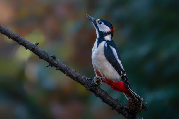 istock Great Spotted Woodpecker ( Dendrocopos major) on a branch 1446397530